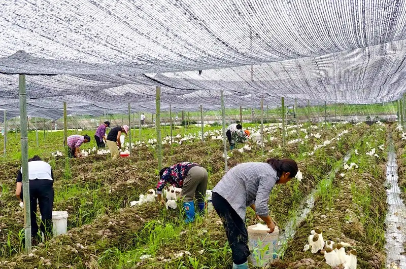 江西安福山庄乡：林下特产种植 激活乡村增收新动能