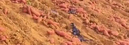 山东临沂相沟镇：“一村一主播” 激活红薯产业 年销破 2000 万元