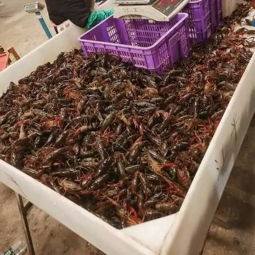 湖北潜江小龙虾交易火爆
