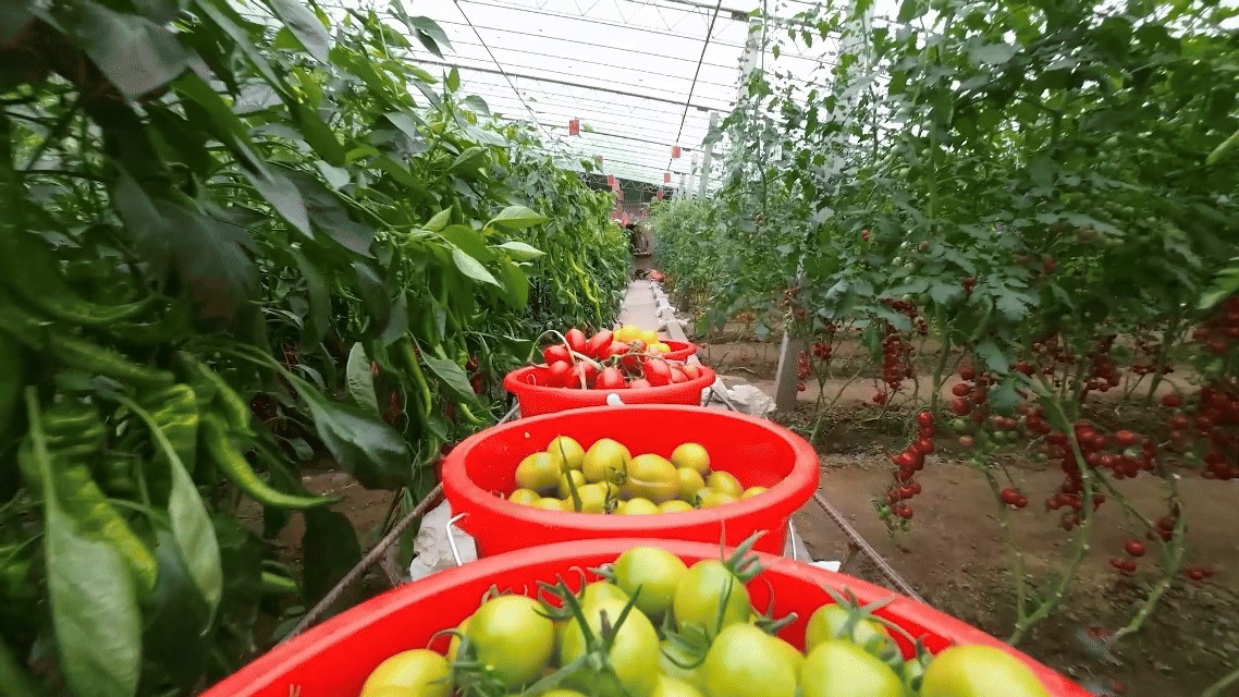 数字深耕田园地，智能催旺丰收年