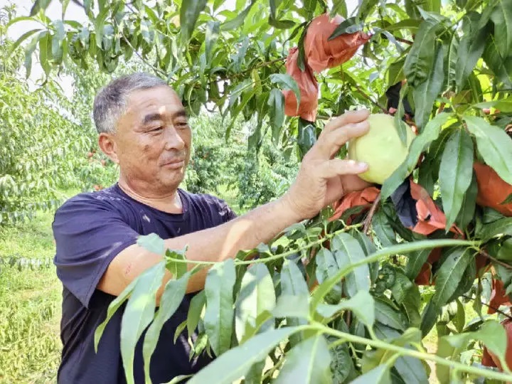 “村社共建”桃子搭上“互联网＋”快车
