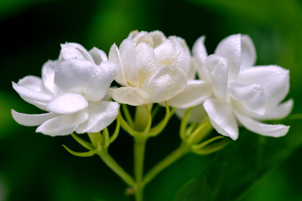 一朵茉莉，兴一座城