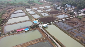 生态双收：稻鳖共生模式让农田产出翻番的金秋故事