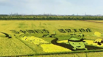 北斗彩稻绘就丰收画卷 葡萄园变身“致富园”