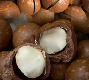 临沧坚果产值突破百亿 打造世界夏威夷果产业高地