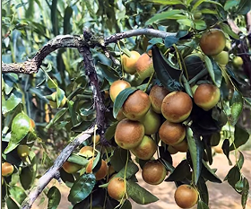 秋收进程近半，农业科技助力丰产增收