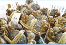 杭州机场大闸蟹出口创新高 单日1.7吨鲜活直飞吉隆坡