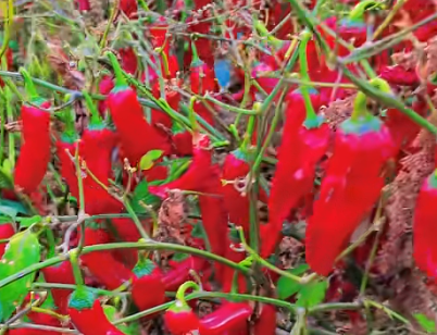 民勤万亩辣椒喜获丰收 "订单农业"助力乡村振兴