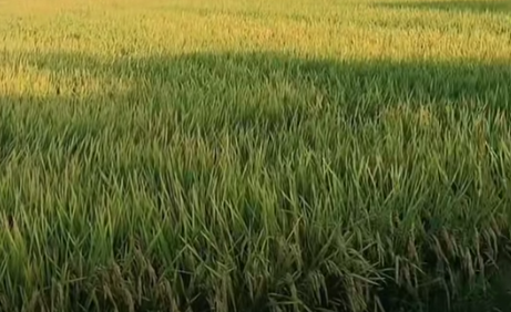 南昌县节水抗旱稻喜获丰收 绿色栽培技术显成效