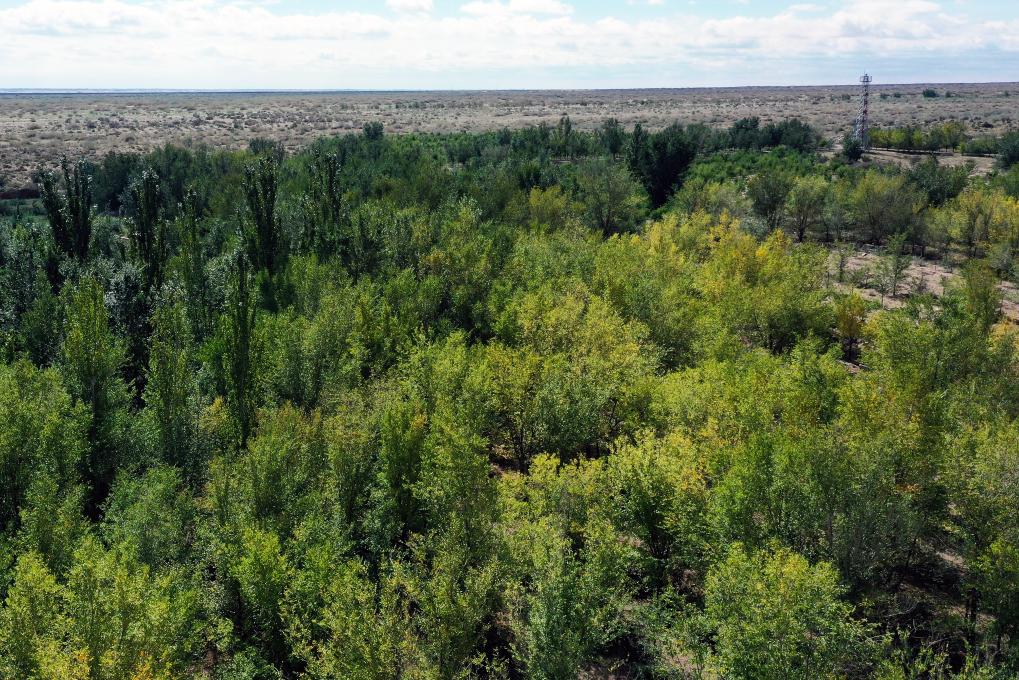 绿色屏障锁住“红色公牛”——内蒙古乌兰布和沙漠东缘200公里防风固沙带建成记