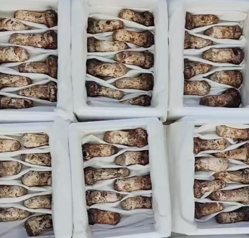 延边松茸香飘海外:山林珍宝直达日韩餐桌