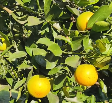 永兴农村创业主体破万 成乡村振兴新引擎