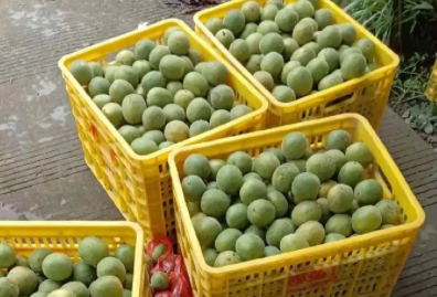 小金果撬动大产业 三江罗汉果铺就乡村“甜蜜”振兴路