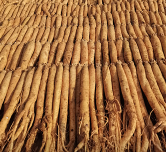 威宁9.2万亩党参迎丰收 特色产业助力乡村振兴