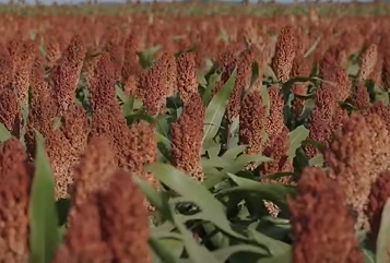 吉林梨树示范田再生农业实现增产与生态双赢