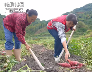 广西三江高山红薯喜获丰收 "甜蜜产业"助农增收
