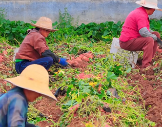 山西高平多措并举抢收秋粮 保障农户收益