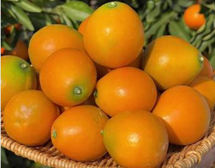 融安脆蜜金桔成市场新宠 高端品质引领产业升级