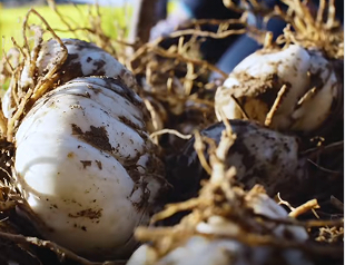 兰州百合产业升级 传统农产品焕发新生机