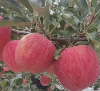 陕西洛川农技人员深入果园指导应对连阴雨天气