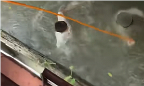 救人视频引发肖像权争议 法律解析权益边界