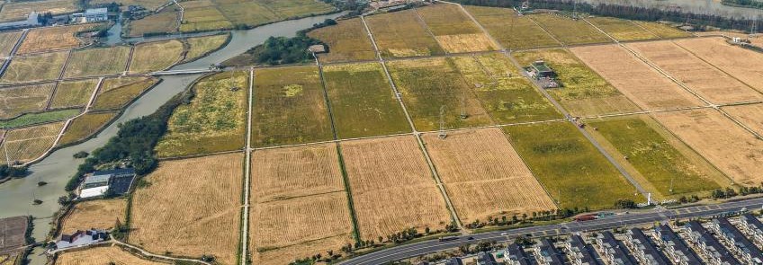 浙江湖州:万亩水稻迎丰收