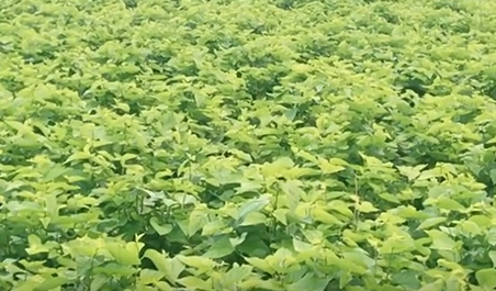 广西智慧农业显成效 科技赋能桑蚕产业提质升级