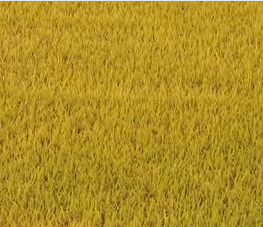 永定区晚稻测产创新高 科技赋能粮食稳产增收