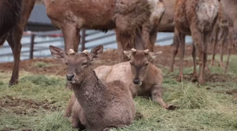 西藏娘蒲乡特色养鹿产业激活雪域高原振兴新路径