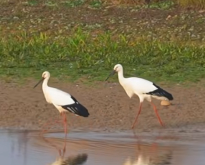 鄱阳湖迎今秋首只越冬白鹤 雁类候鸟大部队陆续抵达