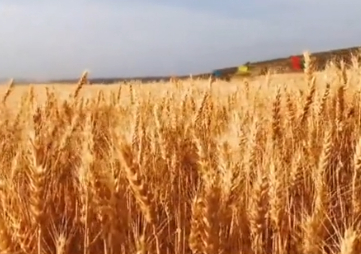 山西夏玉米高产技术获突破 示范田实现"吨半粮"目标