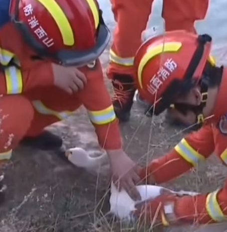 山西寿阳多方联手成功救援受伤白天鹅