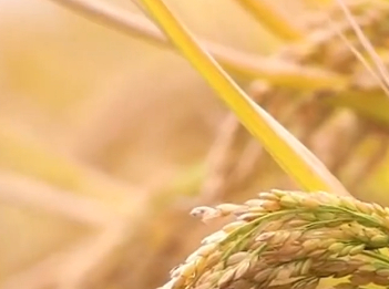 江苏黄金村："一粒米"与"一度电"的乡村振兴实践