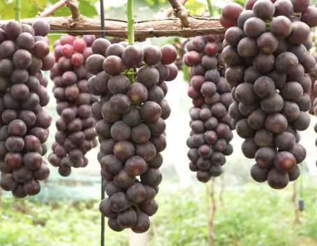 广西平桂葡萄产业升级 酿出乡村振兴"甜蜜事业"