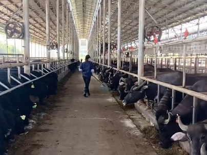 粤桂协作发展奶水牛产业 龙州县探索三方合作促农增收