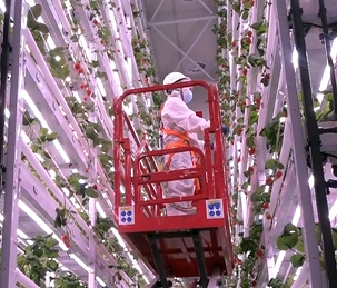 西南最大立体草莓工厂投产 全年无休供应新鲜草莓