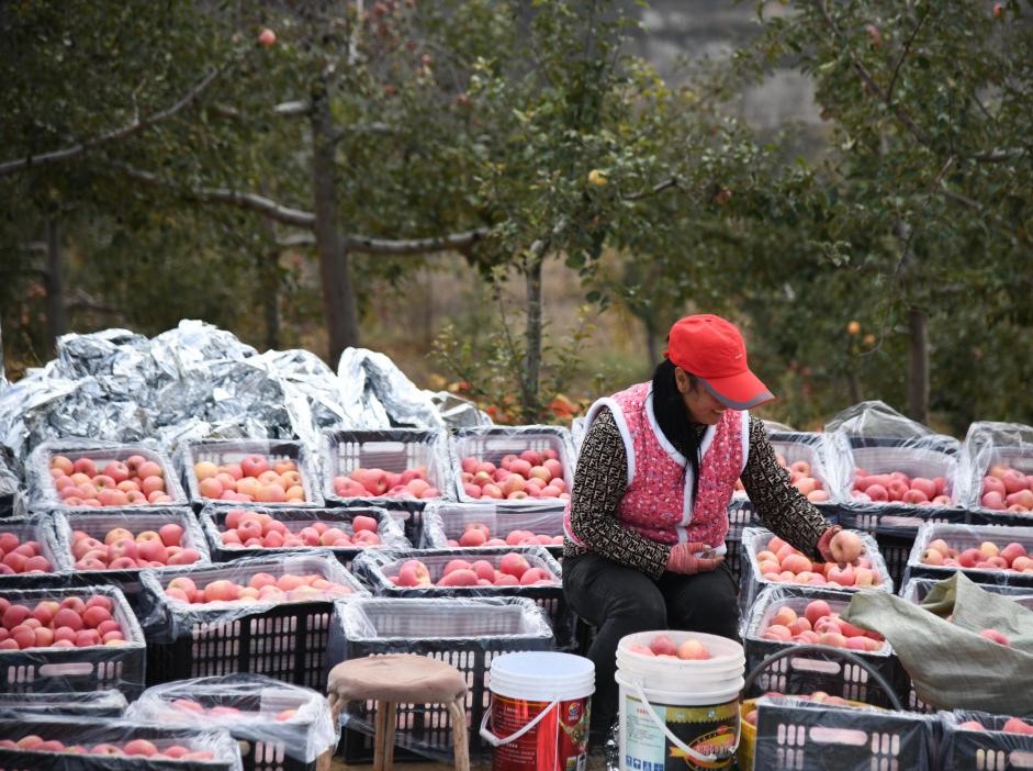 陕西榆林：发展苹果产业“造绿生金”