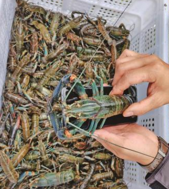 福建明溪试水“稻虾共养” 生态农业促增收