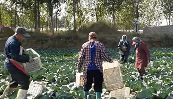 河北秋冬蔬菜迎采收高峰 “环京1小时蔬菜圈”保供京津