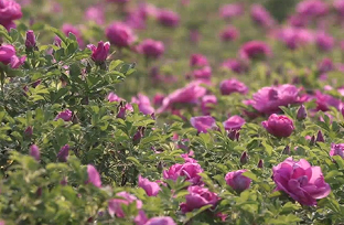 阿胶产业赋能乡村振兴 平阴深耕特色促创新