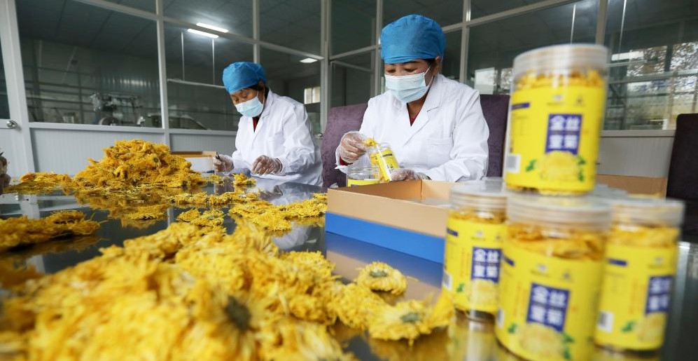 甘肃临洮：金丝皇菊采收加工忙