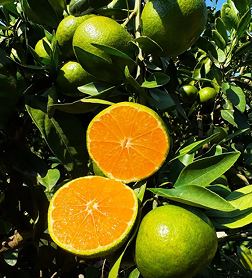 庐山西海柑橘采摘季启幕,农旅融合激活乡村活力