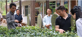 粤桂协作育茶匠，金秀红茶走出深闺香飘远