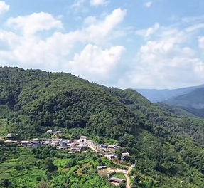 临沧茶叶：从千年古茶树到百亿大产业