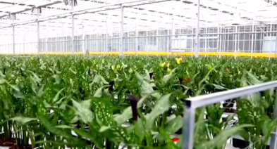 天津"十四五"农业农村发展成效显著 乡村全面振兴指数全国第五