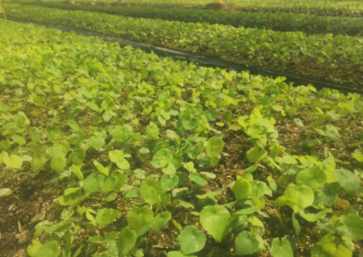 林下种“仙草” 生态富民展新卷