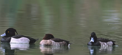 宜昌首次记录两种珍稀鸟类 生态改善引候鸟稳定栖息