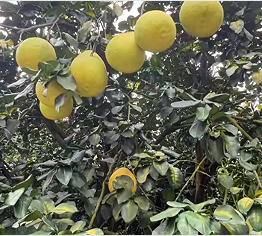 梅州金柚：小果实缔造百亿产业传奇