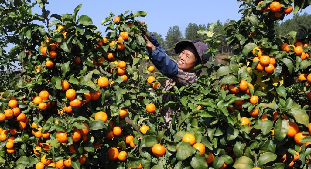 湖南衡阳：硕果盈枝采摘忙