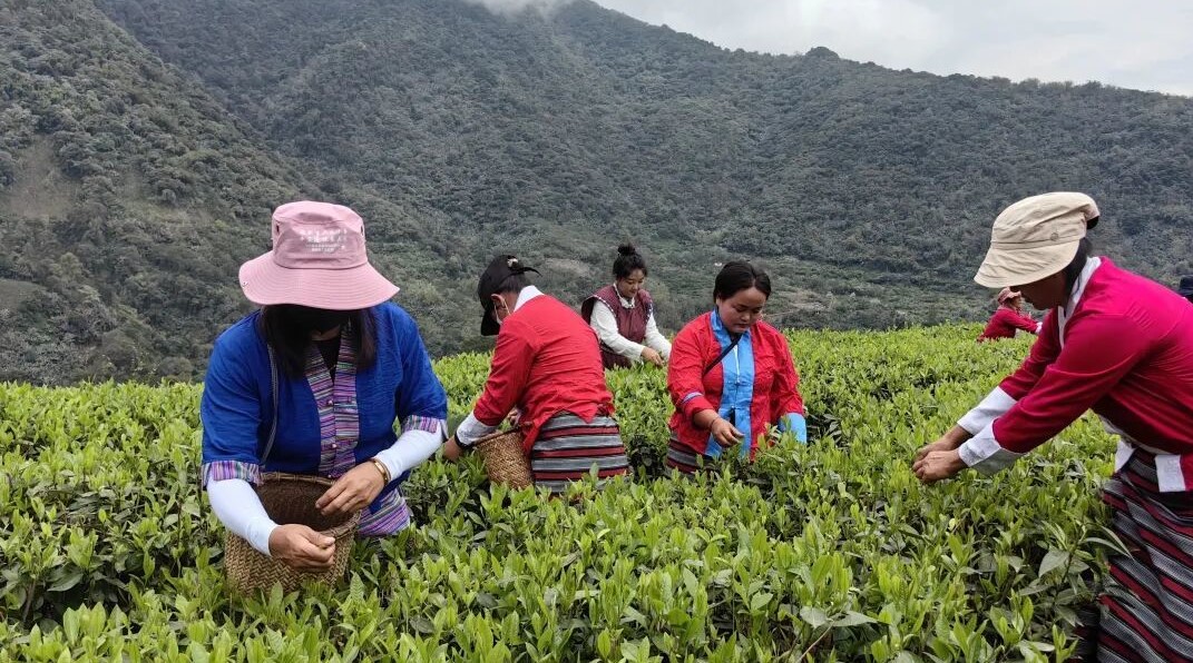 113000000元！墨脱真棒！